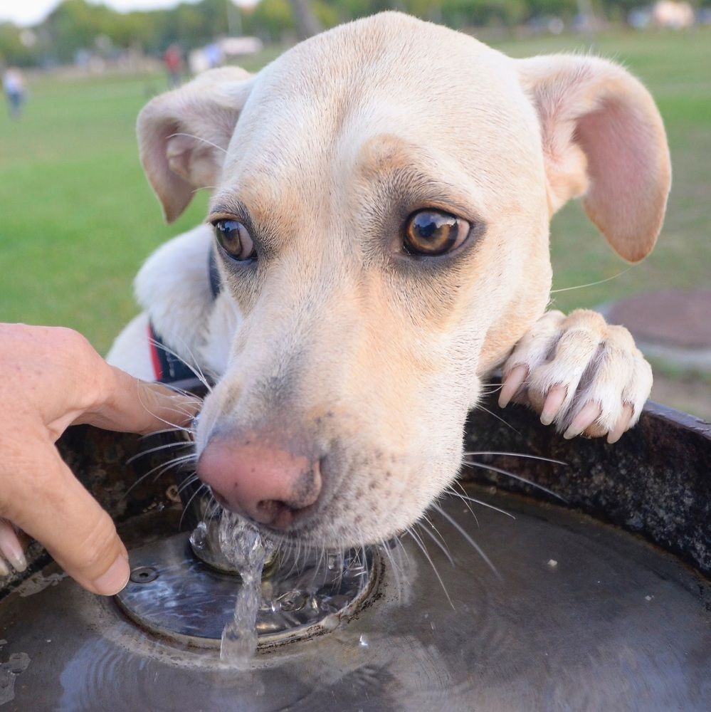 Photograph by Maria Teresa Teixeira de Sousa
