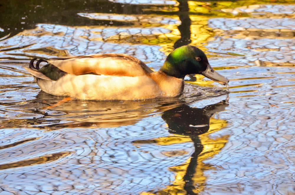 Photograph by Maria Teresa Teixeira de Sousa