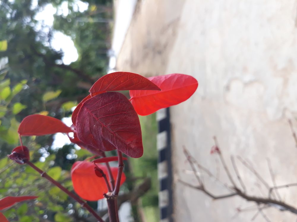 Natures bloom in r3d
