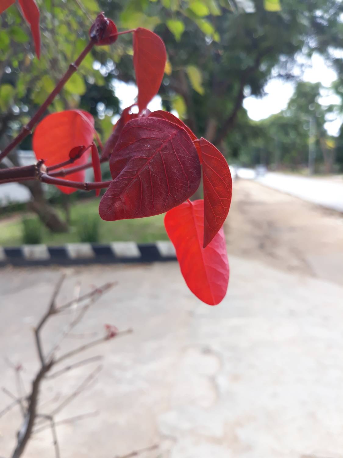 Natures bloom in r3d