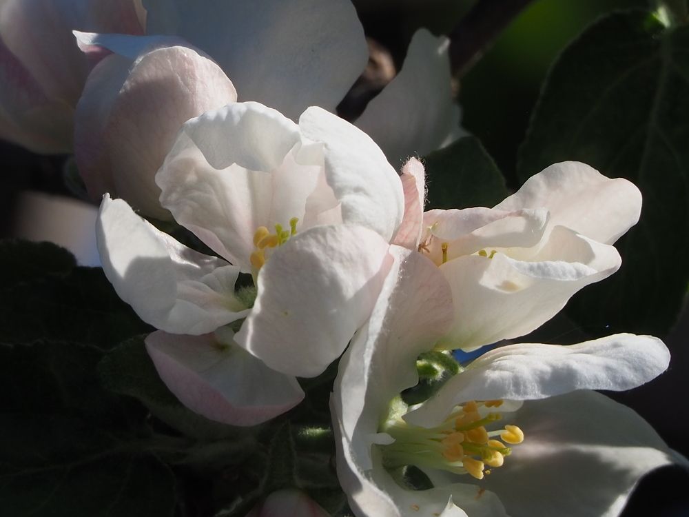 Photograph by Elena Khalizova