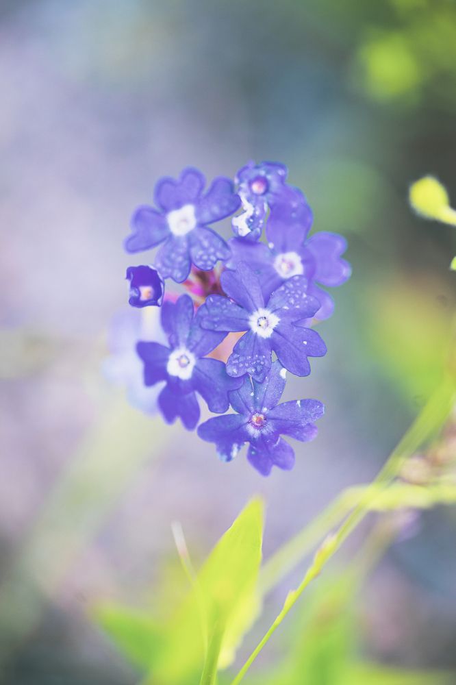 Photograph by Bijaya Lamichhane Jaisi