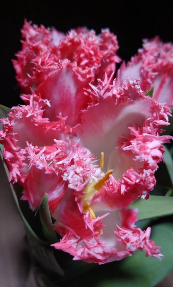 Фотография автора Анна Голубева