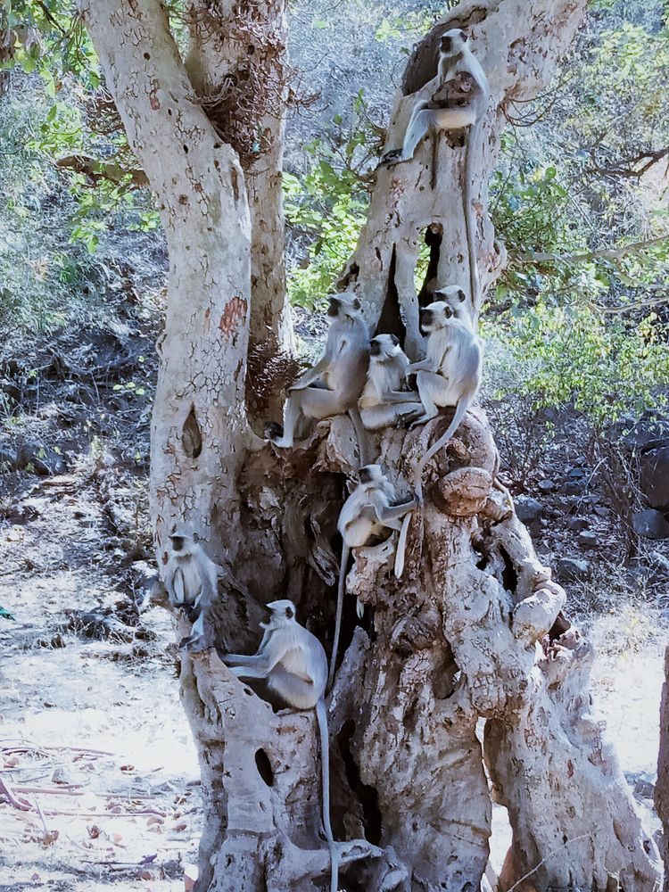 Photograph by Kapil Singh