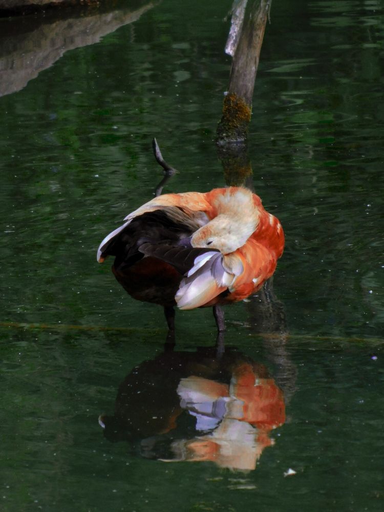 Photograph by Юлия Журавлёва