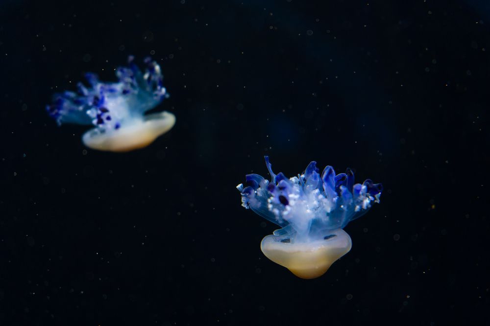 Photograph by Юрий Павлов