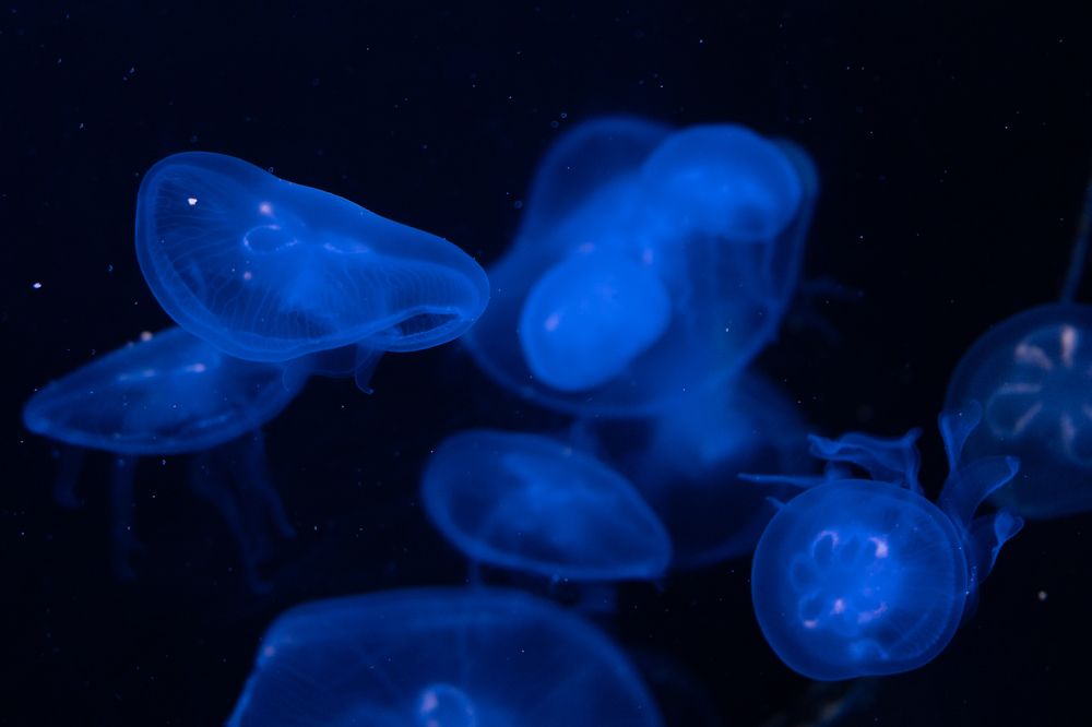 Photograph by Юрий Павлов