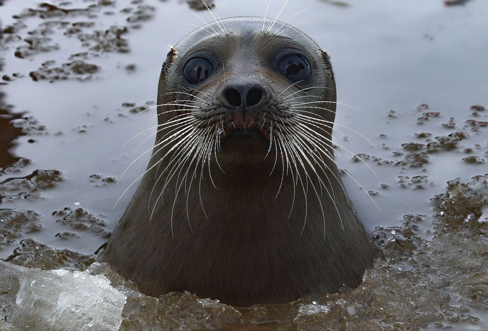 Портрет юной нерпы.