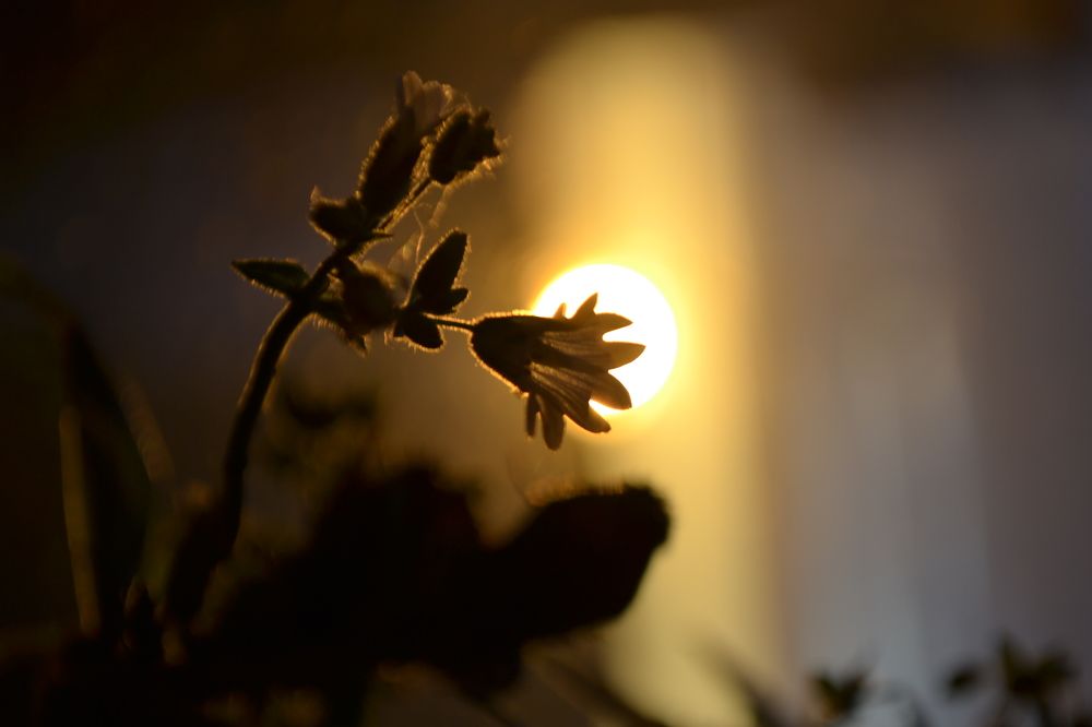 цветок в закатном солнце