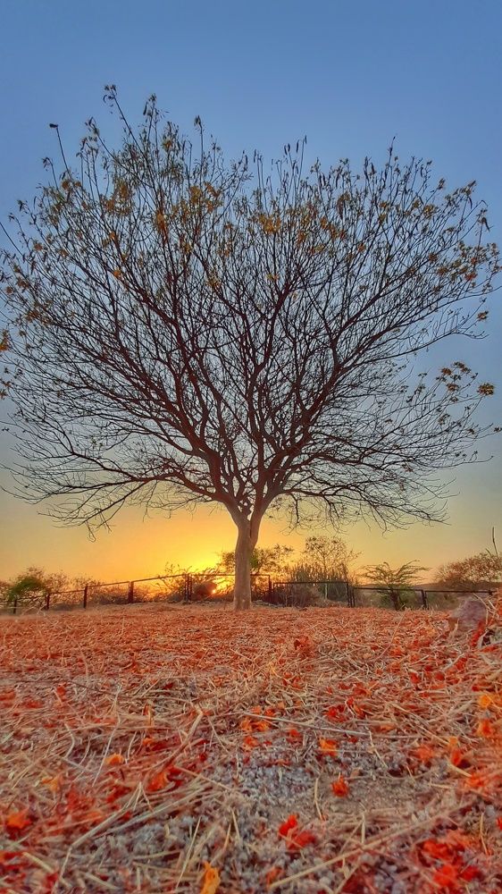 Sunset Lights