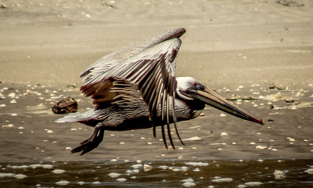Flight of the Pelican