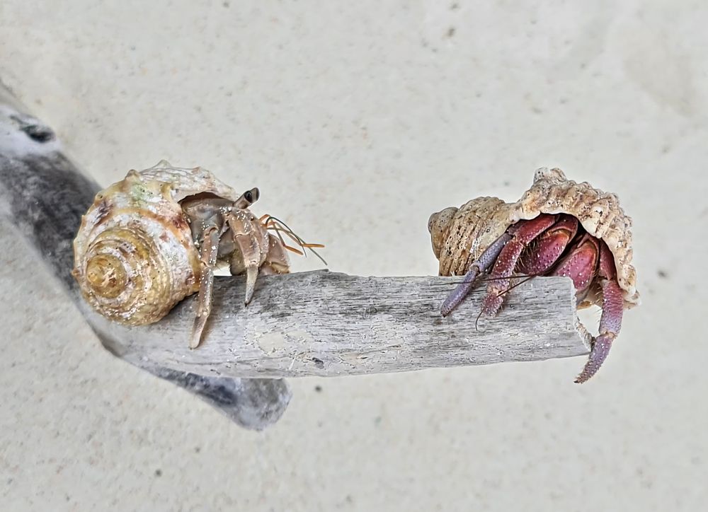 Photograph by Елена Бородич