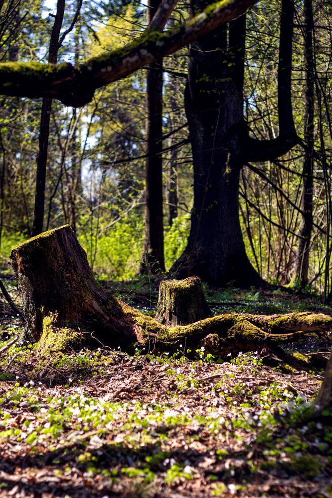 Фотография автора Мария Суходолец