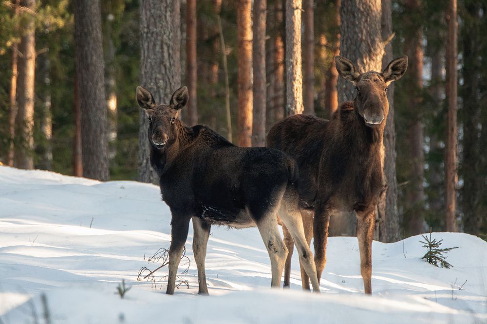 Photograph by Рашид Усманов
