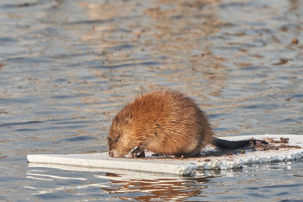 Photograph by Игорь Травкин