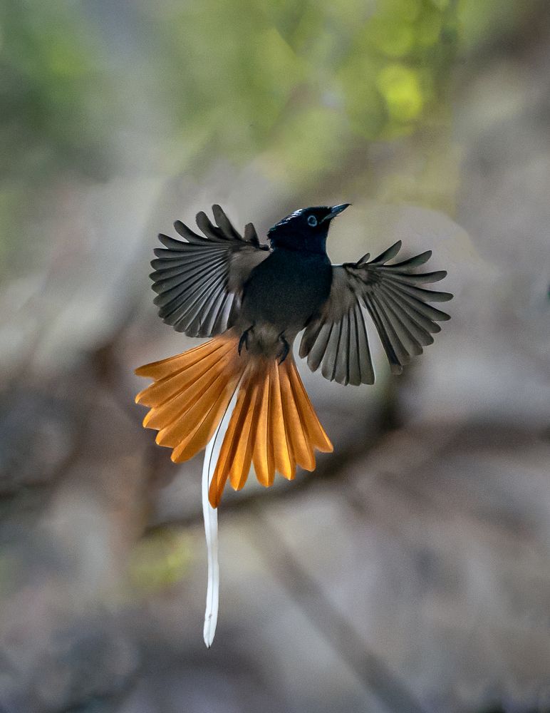 Photograph by Sooraj Jayaraj