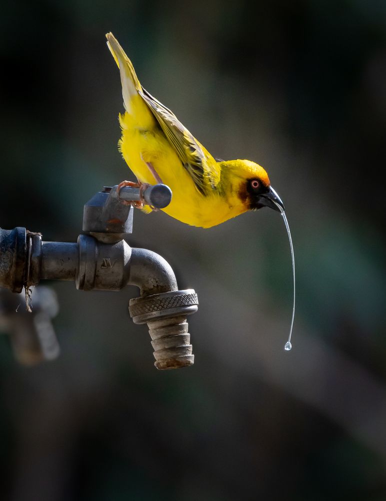 Photograph by Sooraj Jayaraj