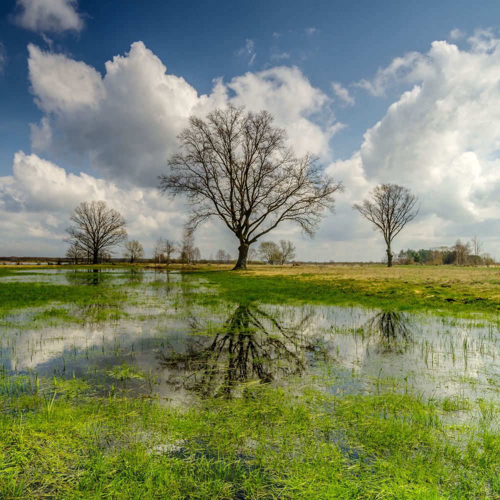 Trees over blackwaters