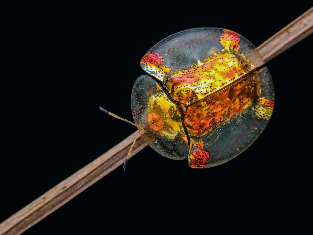 Photograph by Bidyut Kalita