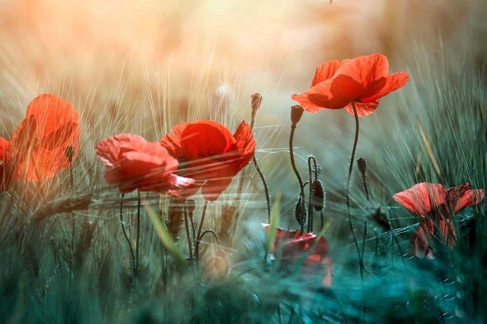 Photograph by Ana Pana