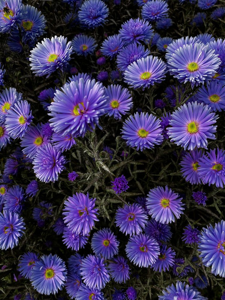 Photograph by Анастасия Завьялова