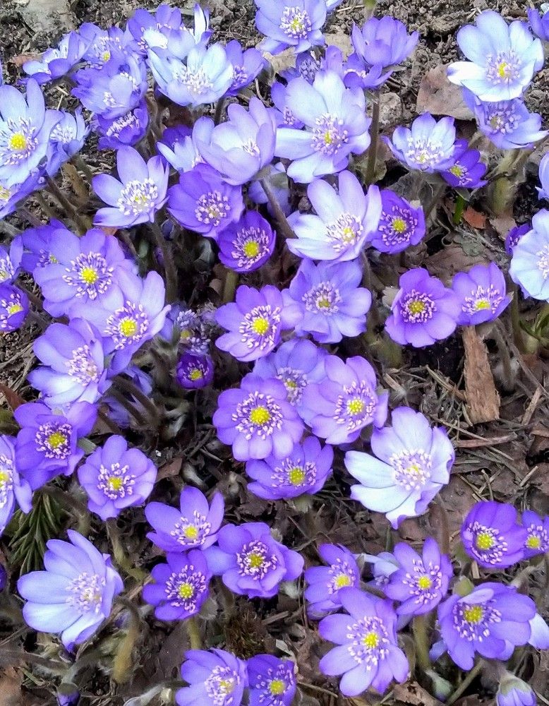 Весенние цветы