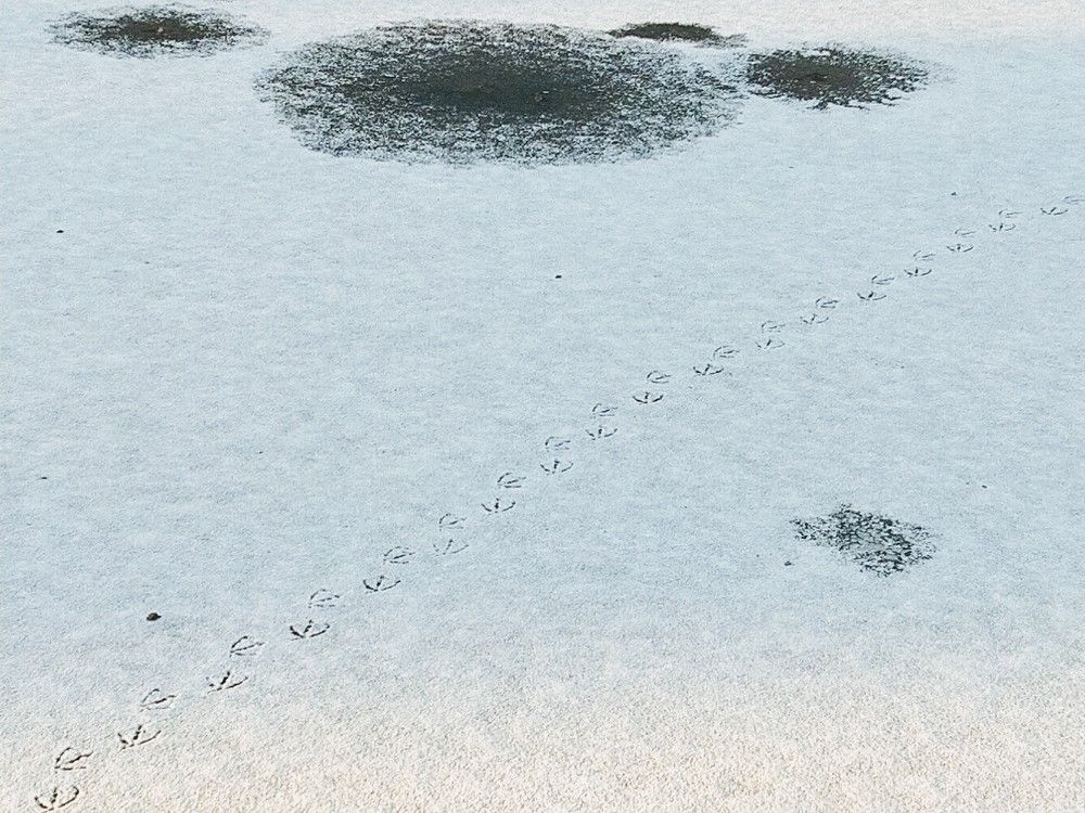 Следы на снегу.