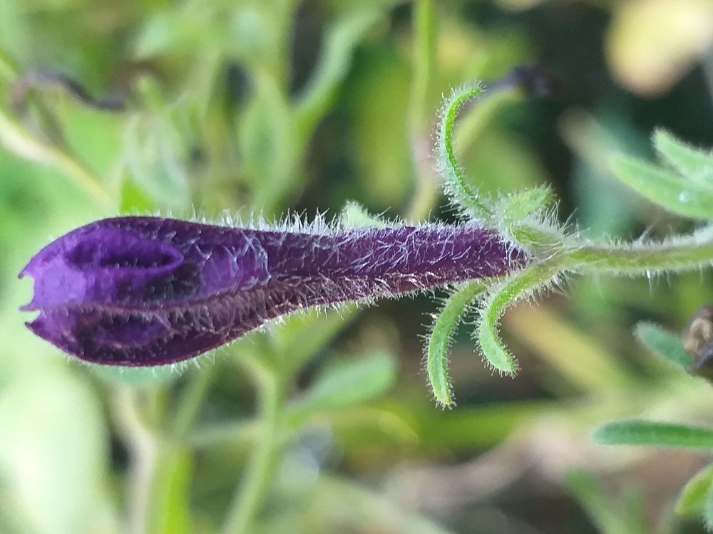 Beautiful flower  bud