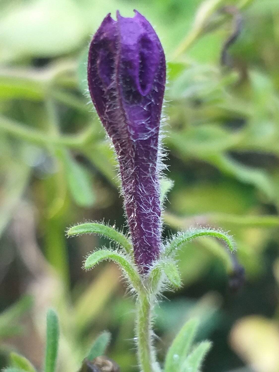 Beautiful flower  bud