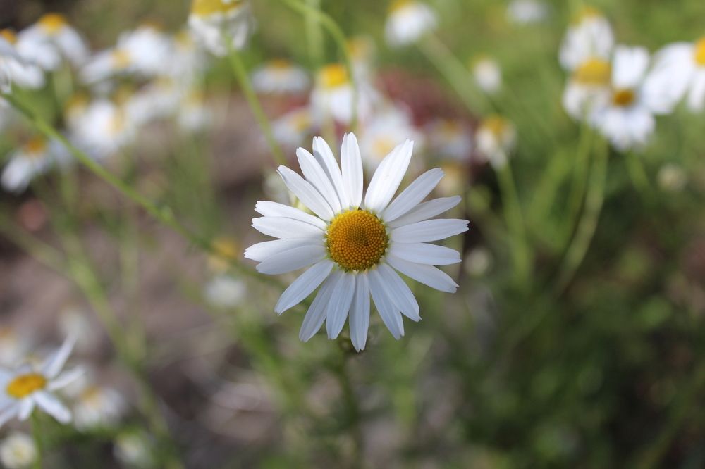 Photograph by СТЕПАН ДЖУЛАКИДЗЕ