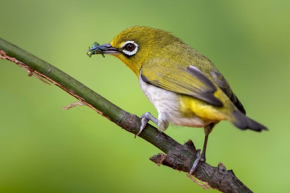 White-Eye