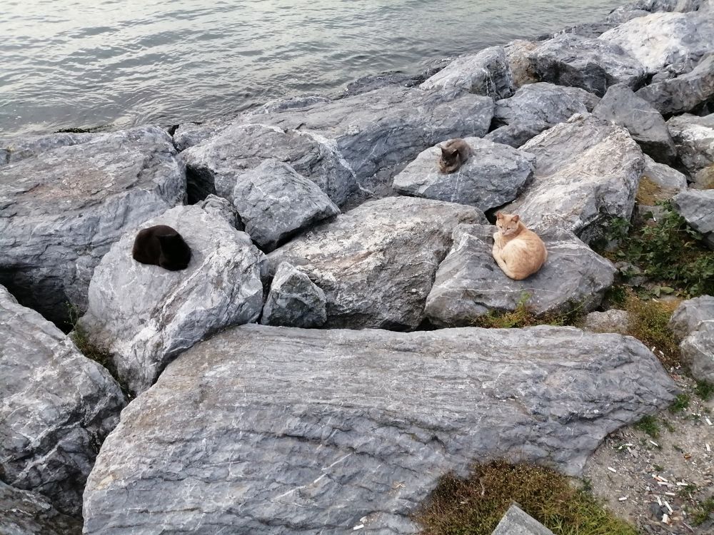 Фотография автора Bahaaddin Saber