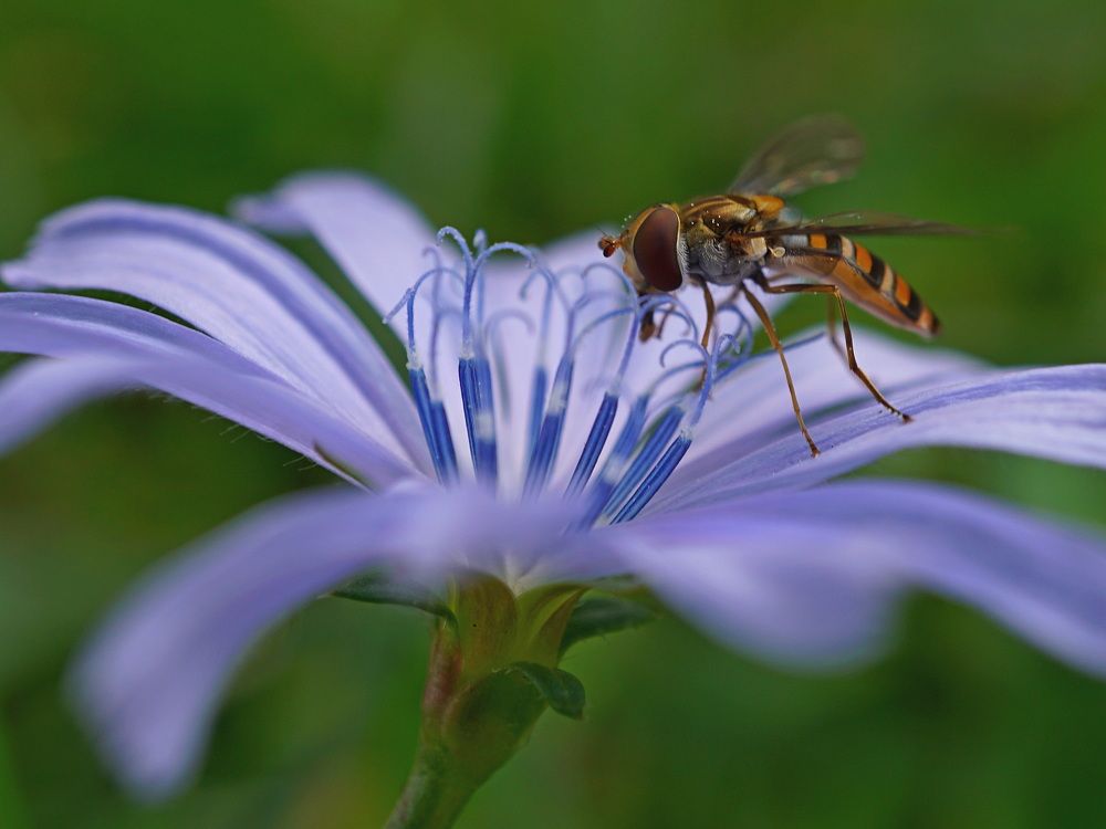 Hoverfly