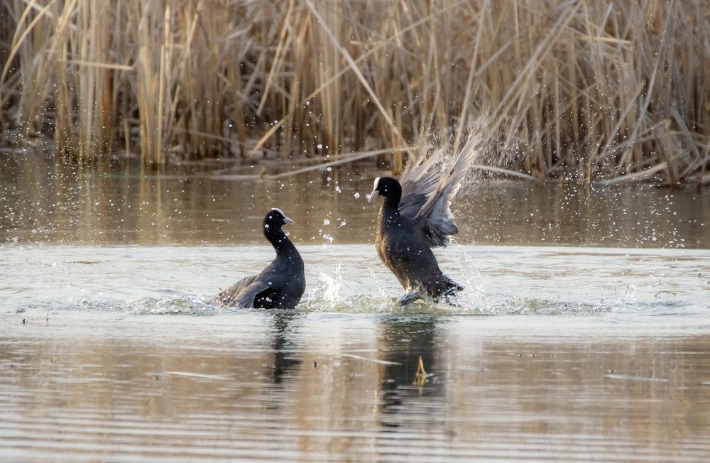 Это Спарта!!