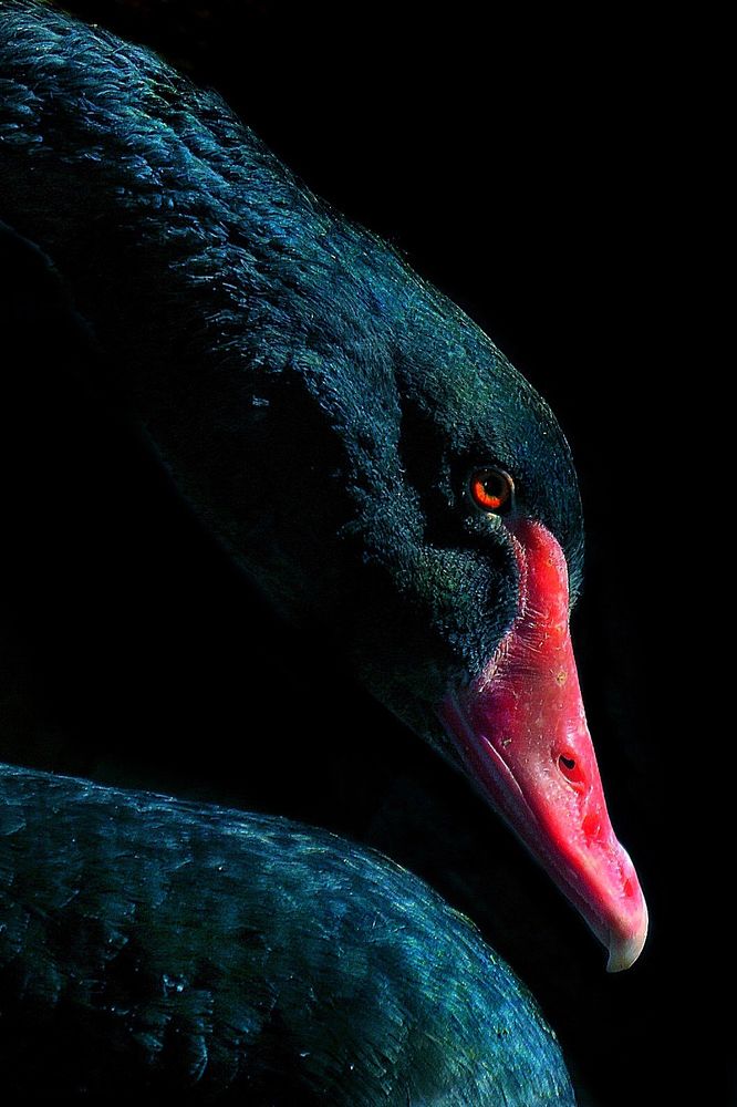 Photograph by Amin Ghaffarian