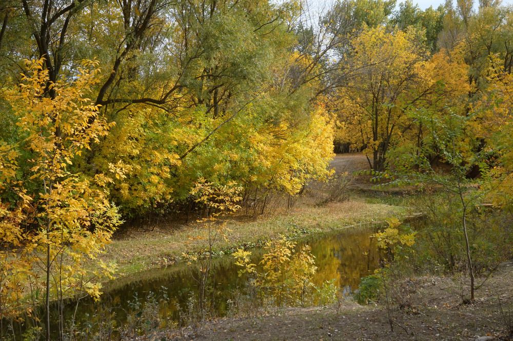 Осенний лес и река.