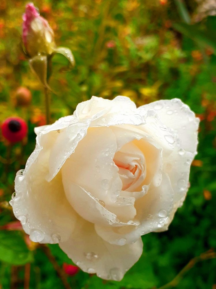 rose
