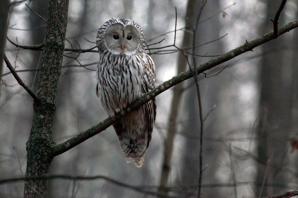 Photograph by Марат Кучкаев