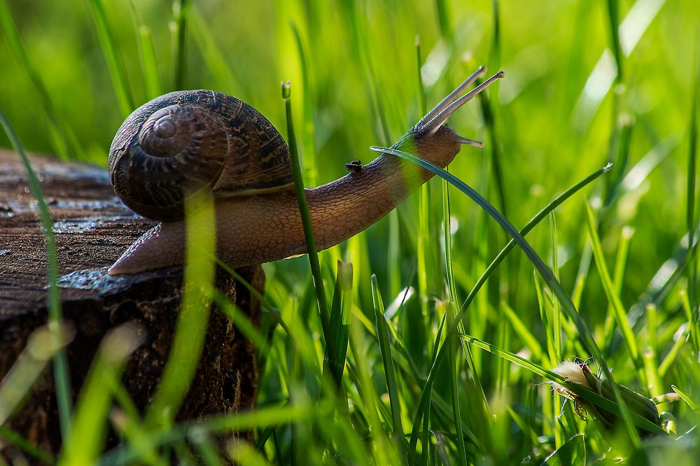 Photograph by Dino Sirica