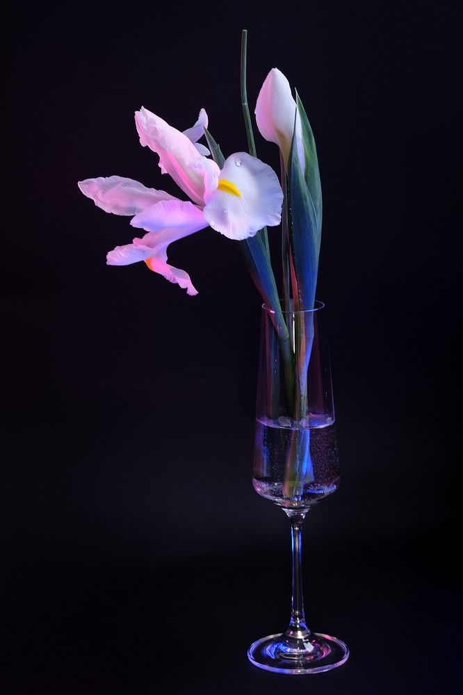 Нежность ириса