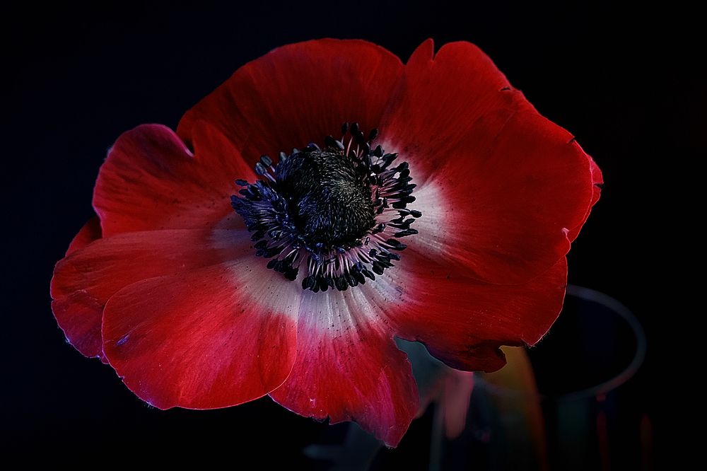 Красота и хрупкость