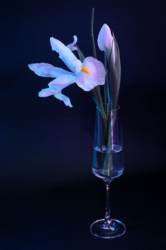 Нежность ириса