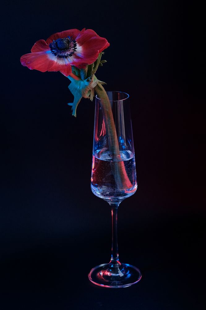 Красота и хрупкость