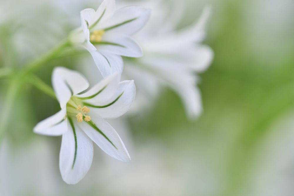 Photograph by mypure heart