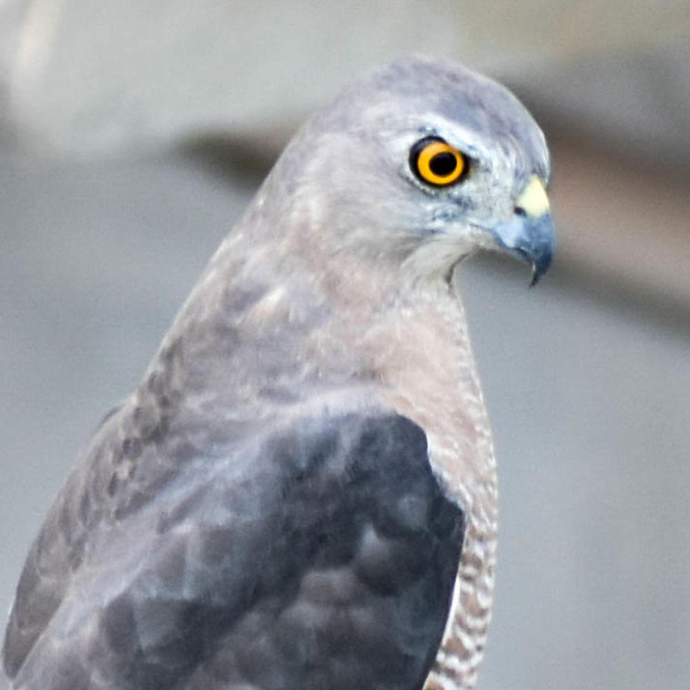 Photograph by Rajesh rao