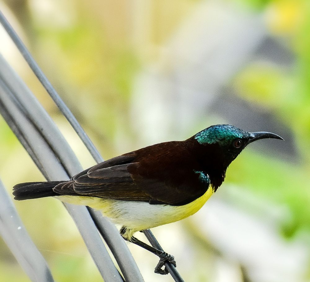 Photograph by Rajesh rao