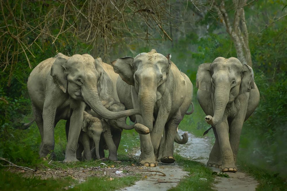 Parade of Elephants