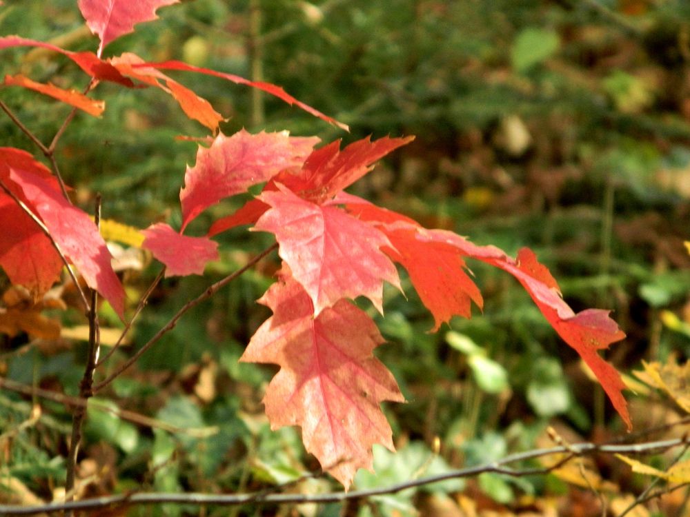 Photograph by Сергей Рапопорт