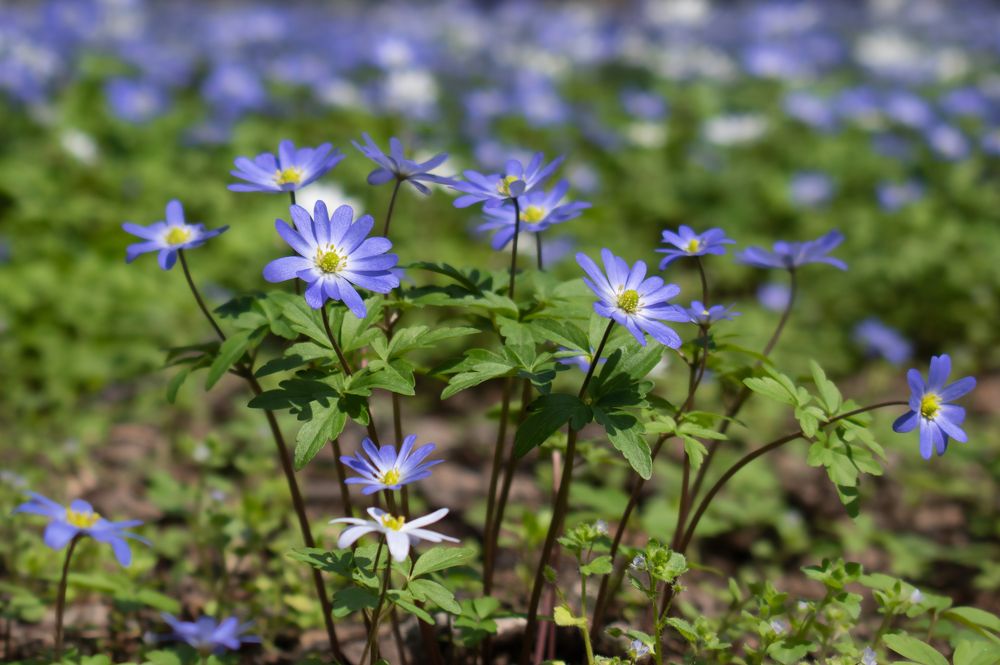 Photograph by Elena Lopatina