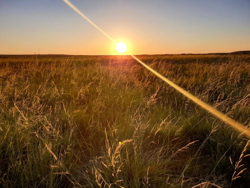 Утро в степи
